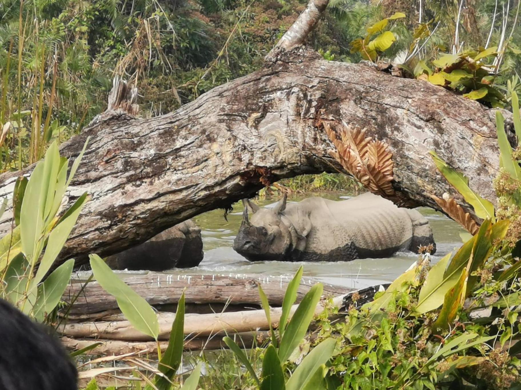 Bamby Chilling House - Feel The Nature Sauraha Zewnętrze zdjęcie